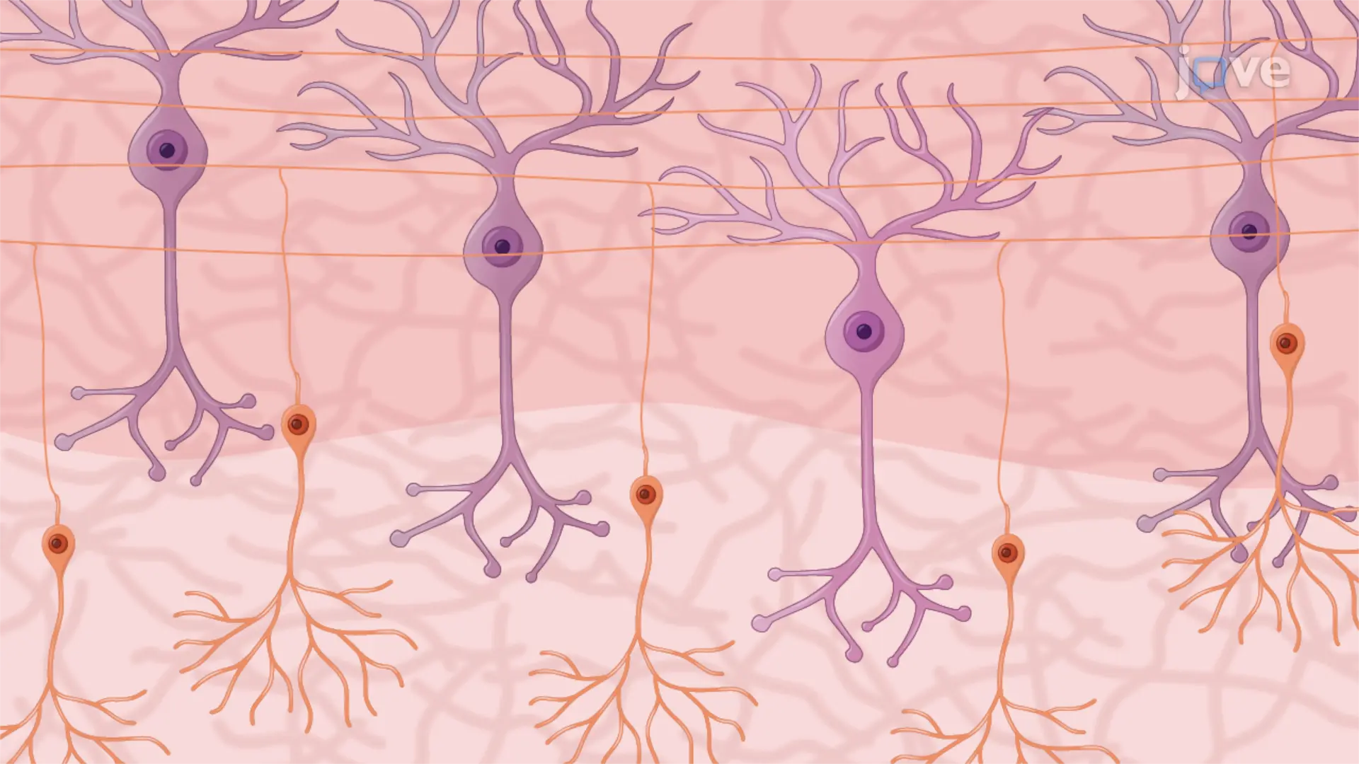 Analisando a sobrevivência das células de Purkinje em culturas de fatias cerebelares organotípicas