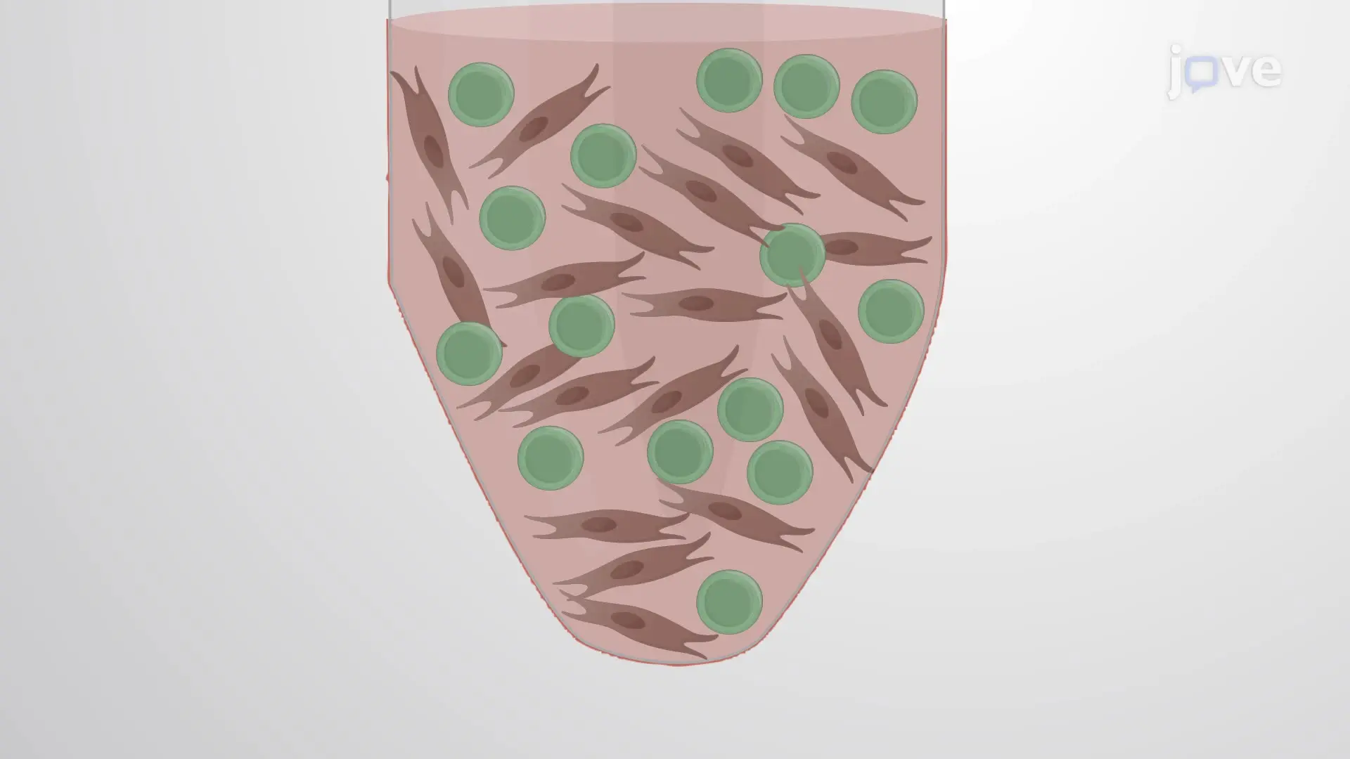 Differentiation of Induced Pluripotent Stem Cells into Neural Progenitor Cells