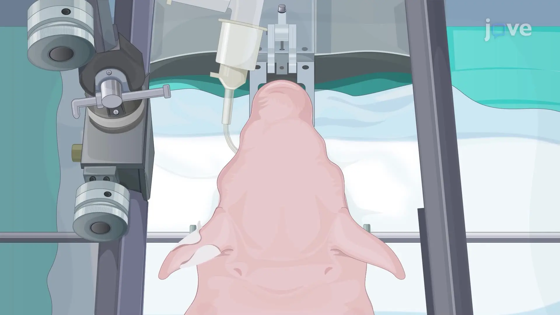 Measuring Brain Glutamate Levels Under Anesthesia in Neonatal Piglets Using a Microelectrode Array