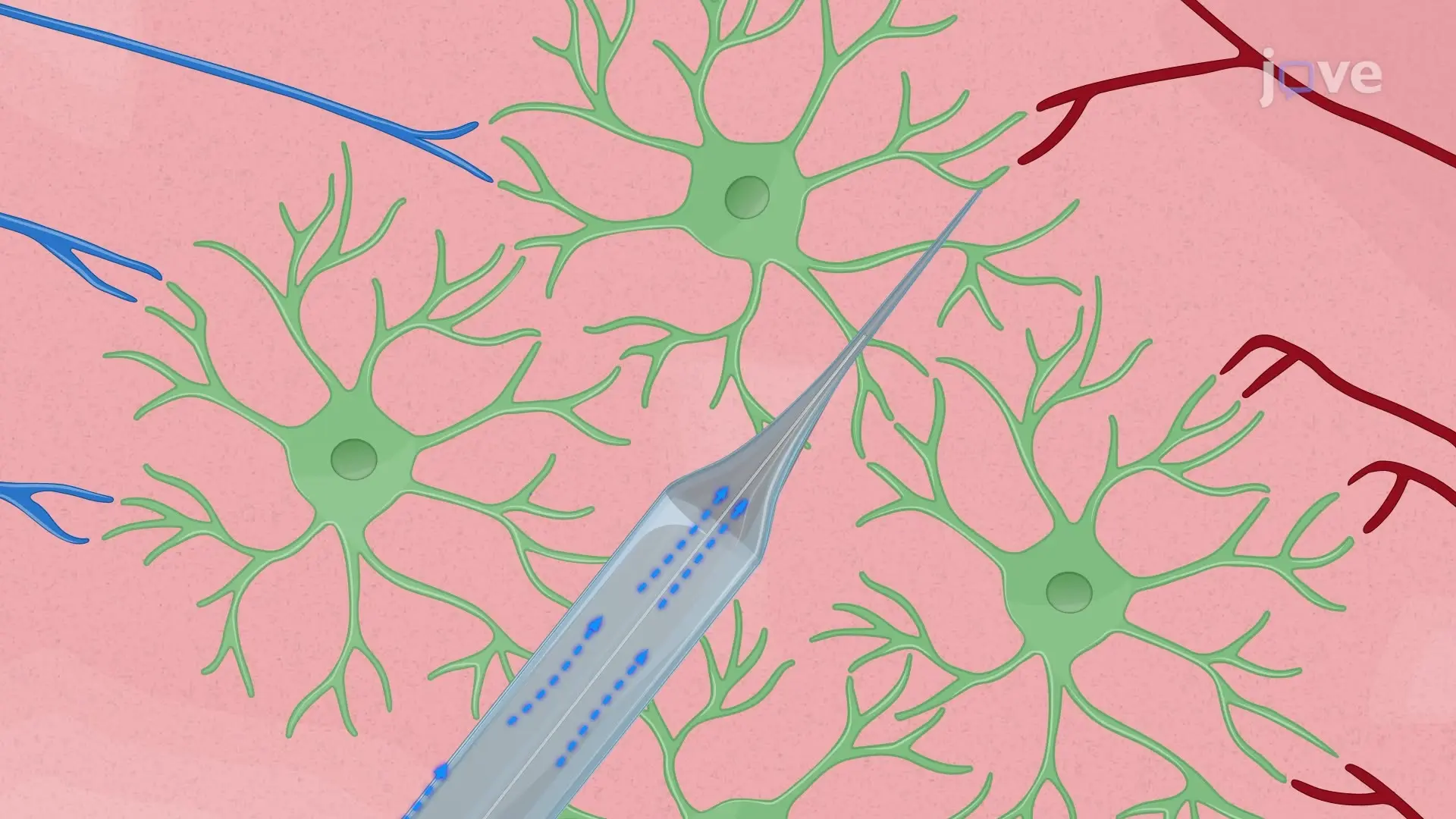小鼠脑切片中视网膜丘脑和皮层丘脑突触的电生理学研究
