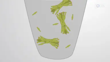 从脑组织提取物中分离淀粉样蛋白原纤维
