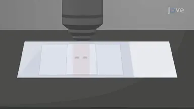 通过免疫染色可视化<em>果蝇</em>大脑中的蘑菇体神经元