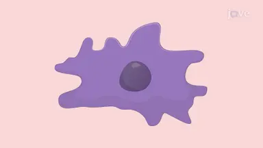使用小胶质细胞作为替代生物传感器确定神经元中纳米颗粒诱导的毒性