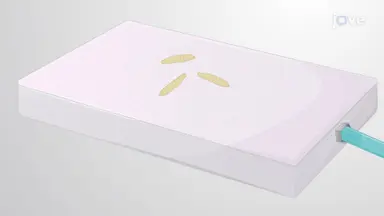 机械损伤<em>果蝇</em>幼虫节段神经以诱导神经退行性变
