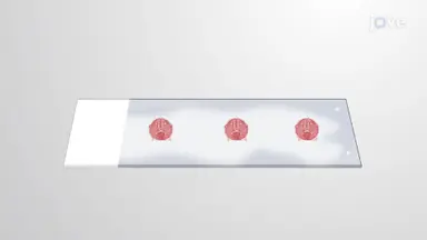 小鼠颅面组织的免疫染色