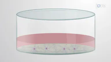 使用荧光成像可视化神经元中的囊泡运动