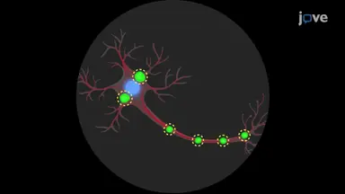 α-突触核蛋白聚集体处理的神经元的免疫染色
