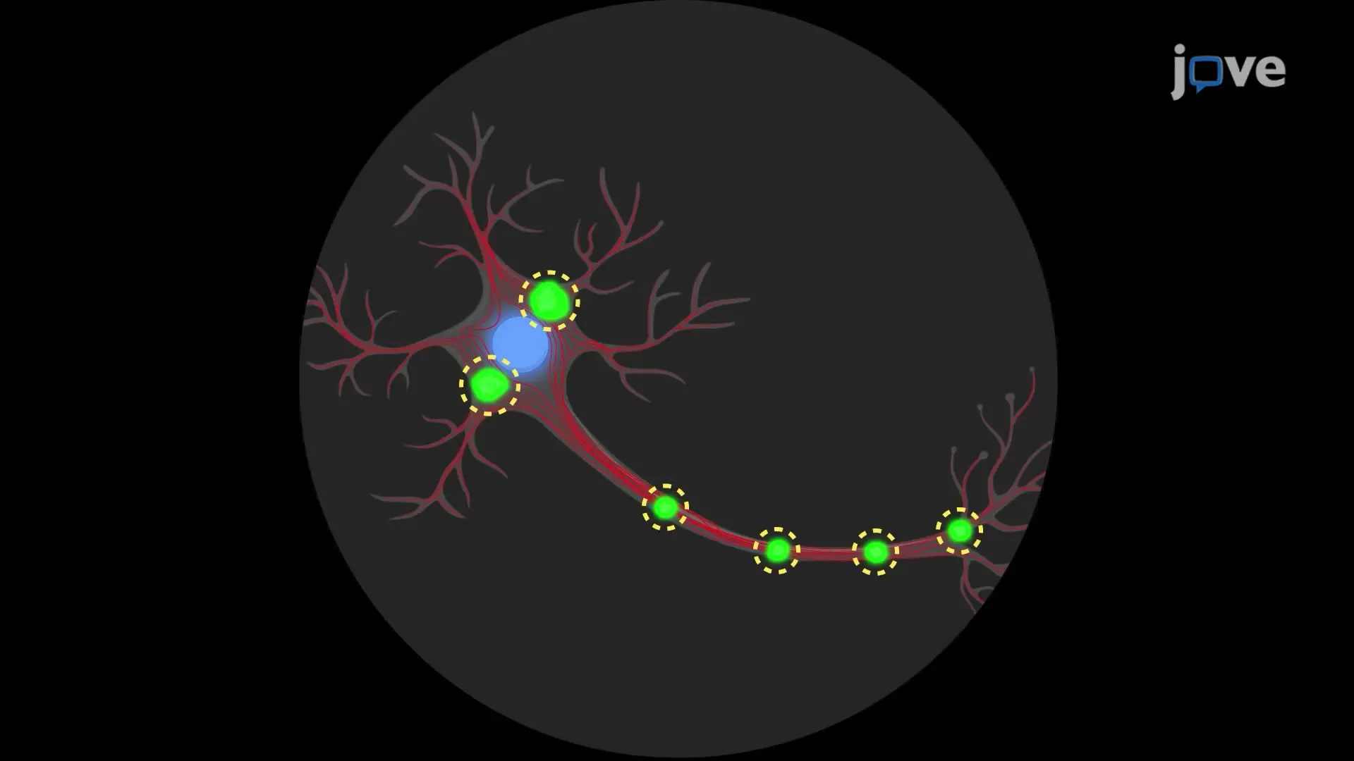 Immunostaining of Neurons Treated with Alpha-Synuclein Aggregates