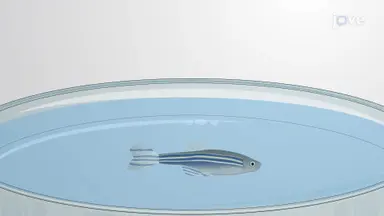通过淀粉样蛋白肽注射在斑马鱼脑中建立阿尔茨海默病模型
