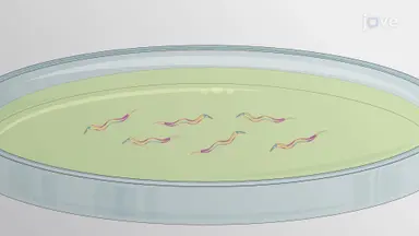 延时成像监测转基因线虫中朊病毒样蛋白的跨细胞传播
