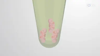 转基因<em>果蝇</em>大脑中蛋白质聚集体的成像和定量