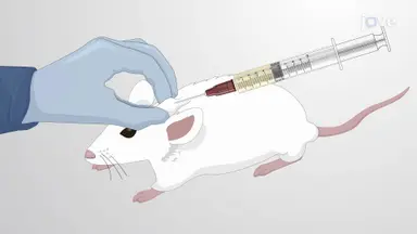 左旋多巴诱导的帕金森病大鼠模型中的运动障碍