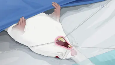 通过眶下神经结扎在大鼠模型中诱导口面部神经性疼痛