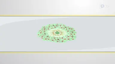 皮质类器官切片中神经元衰老的检测