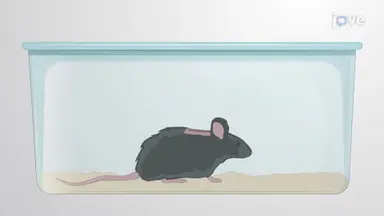 小鼠脊髓神经元的脱髓鞘和髓鞘再生