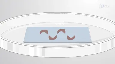 标记大鼠海马切片中充满生物胞素的中间神经元以进行可视化