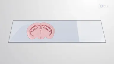 使用寡核苷酸探针进行原位杂交,研究大鼠脑切片中 RNA 的表达