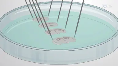 从新生大鼠脑中分离富含催产素受体的细胞核