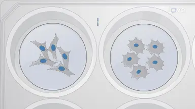 在不同刚度的水凝胶上培养的神经嵴细胞的荧光染色
