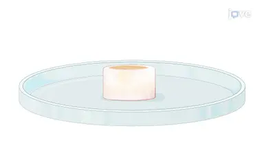 生成器官培养模型以模拟早期椎间盘疾病