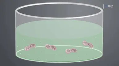 分离线粒体钙保留能力的测定