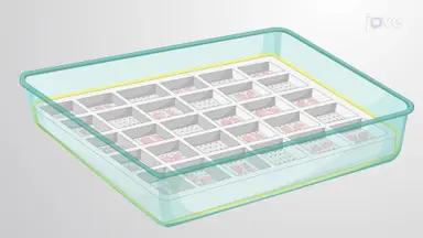 使用银染评估小鼠脑切片中的神经元变性