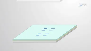 使用 Western Blot 分析检测小鼠脑样品中的磷酸化 tau 蛋白
