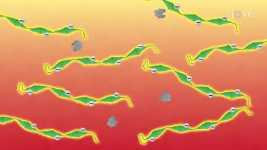 使用 Western blotting 检测小鼠脑组织中错误折叠的朊病毒蛋白聚集体