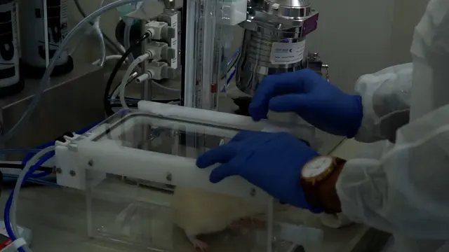 Video-Assisted Orotracheal Intubation in Rats Using a Low-Cost Smartphone-Connected Otoscope