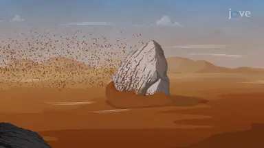 Deposition by Wind