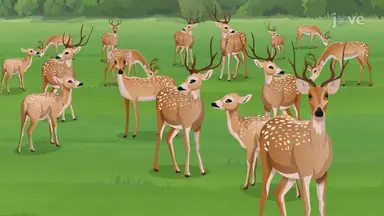 Biological Communities - I