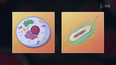 Prokaryotic and Eukaryotic Cells