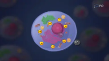Cellular Respiration Process