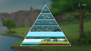 Ecology Overview