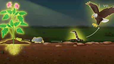 Ecosystems