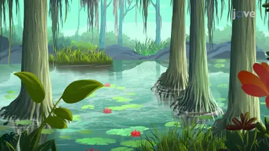 Aquatic Biomes