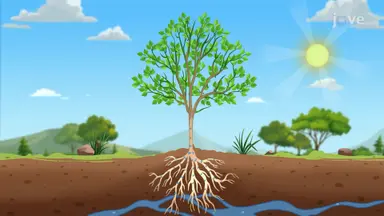 Plant Characteristics