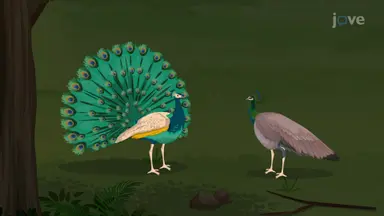 Reproductive Behavior