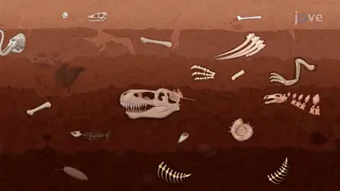 Fossil Records