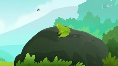 Frogs and Toads