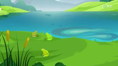 Amphibians: Importance and Conservation