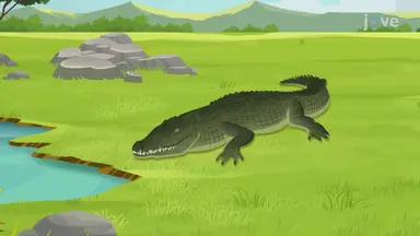 Reptiles