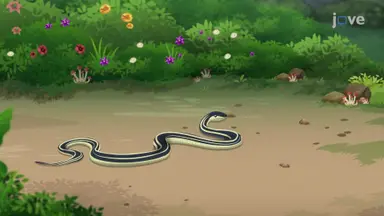 Snakes