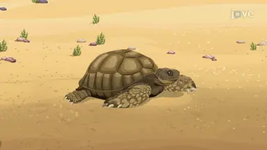 Turtles