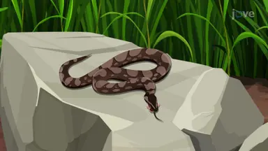 Importance of Reptiles