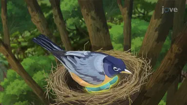 Bird Reproduction