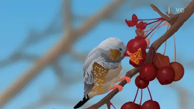 Importance of Birds
