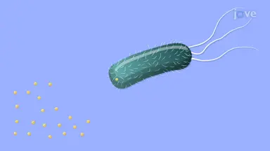 Bacteria: Nutrition