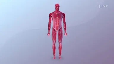 Muscles