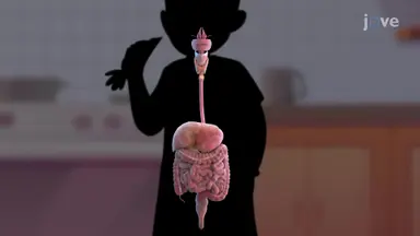 Digestive System